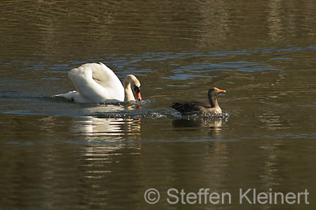 005 Höckerschwan im Angriff (Cygnus olor)